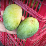 Late Season Brooks Mangoes!