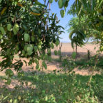 The "Birds & The Bees" of Mangoes