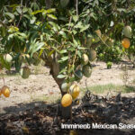 The Final Countdown, Keitt Season