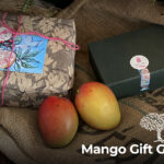 Mango Gift Guide