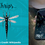 “Thripy” Mexican Mango Update