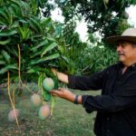 The Peruvian Underbelly