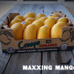Maxxing Crespo Organic Mangoes