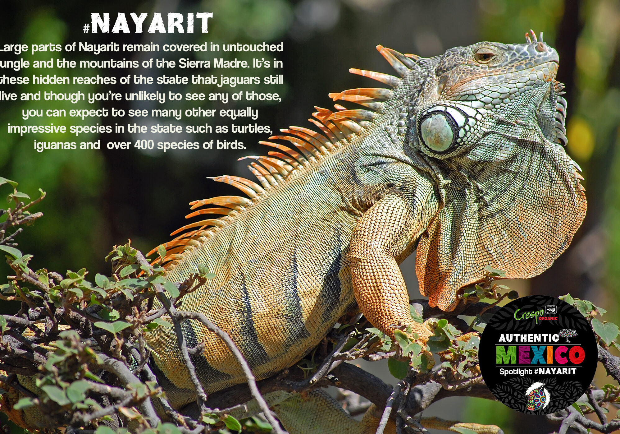 Green iguana at attention during mating season in Mexico.
