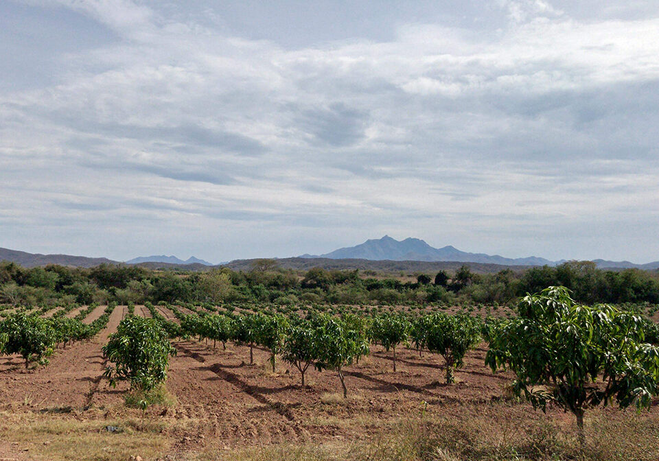 Crespo Organic Mangoes: Rosario, Sinaloa, Mexico
