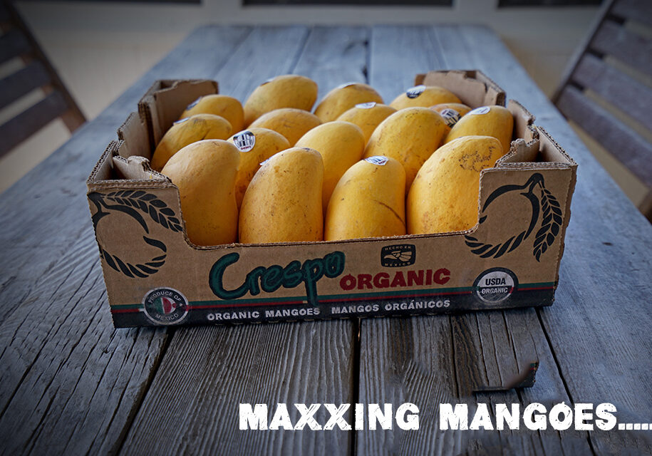 maxxing mangoes